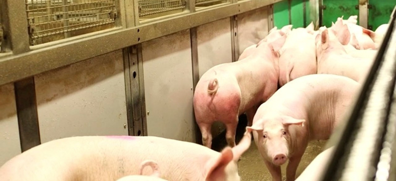 阿特睿的猪屠宰场已通过福利质量体系认证