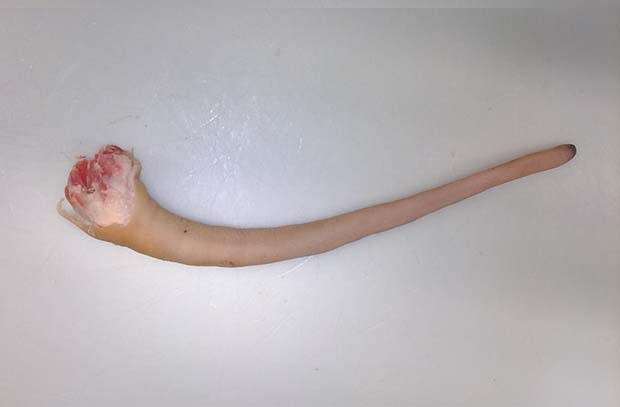 8705 Pork Whole Tail<br>(28cm and over) frozen<br>冷冻猪尾 (28厘米以上)